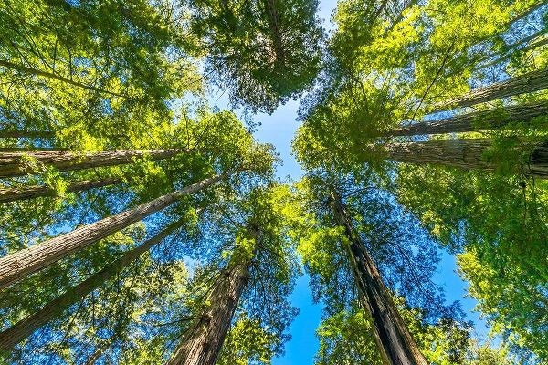 Green towering tree-Redwoods National Park-Newton B Drury Drive-Crescent City-California